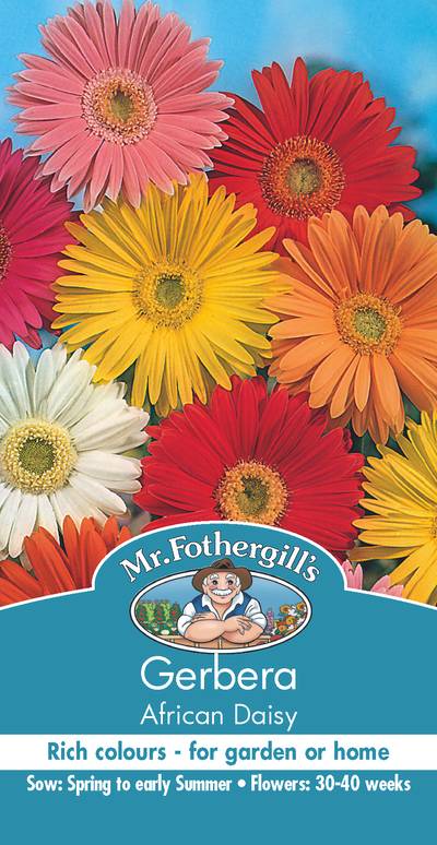 Seeds C Gerbera African Daisy
