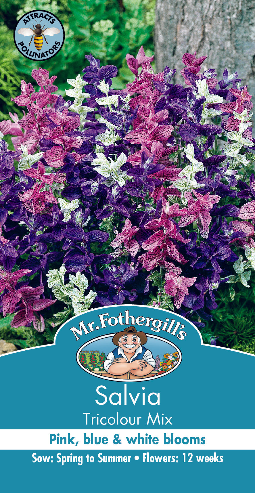 Seeds B Salvia Tricolour Mixed