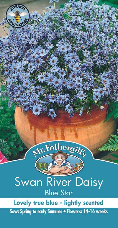 Seeds B Swan River Daisy Blue Star
