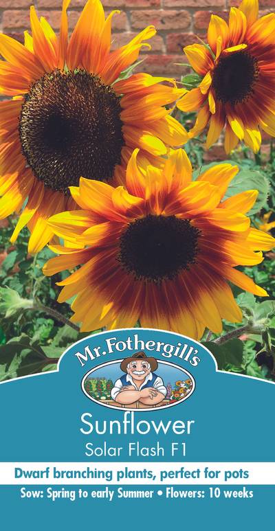 Seeds C Sunflower Solar Flash