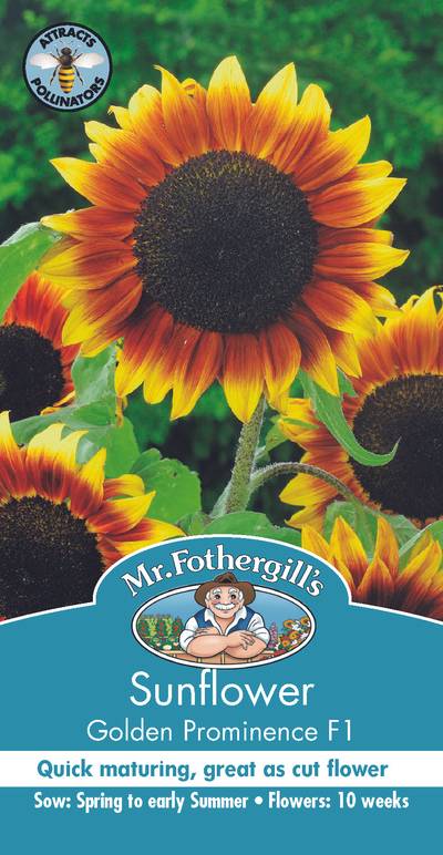 Seeds C Sunflower Golden Prominence