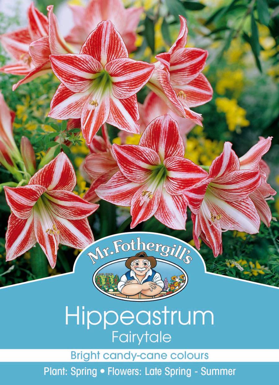 Mr Fothergill's - Hippeastrum Fairytale Bulbs