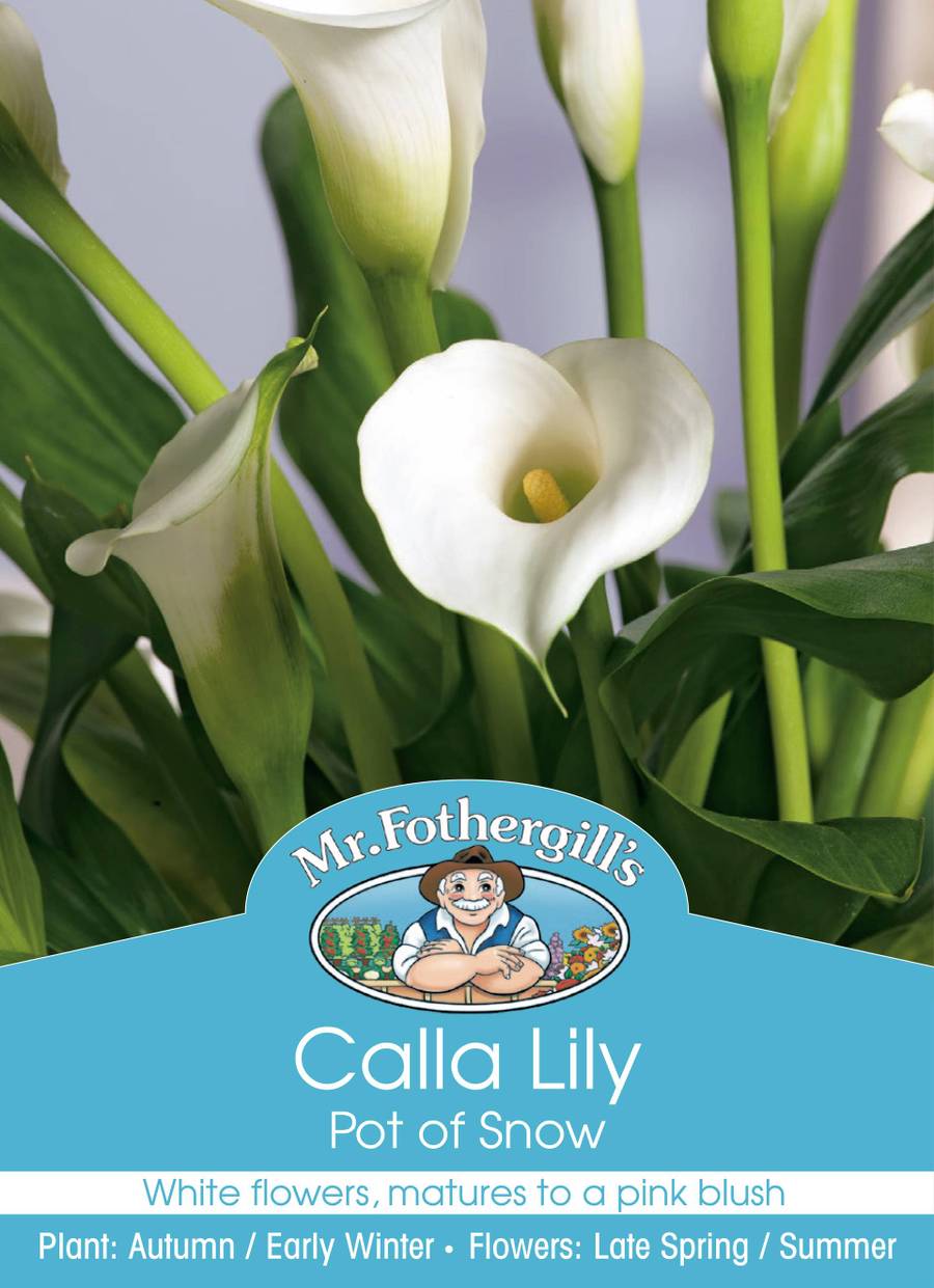Mr Fothergill's - Calla Lily Pot Of Snow Bulbs