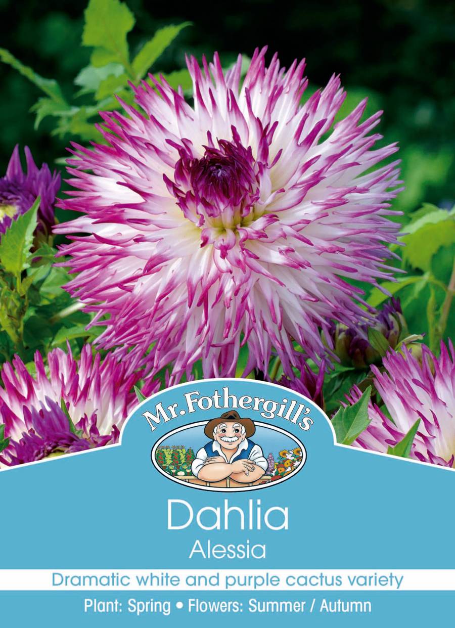 Mr Fothergill's - Dahlia Alessia Bulbs