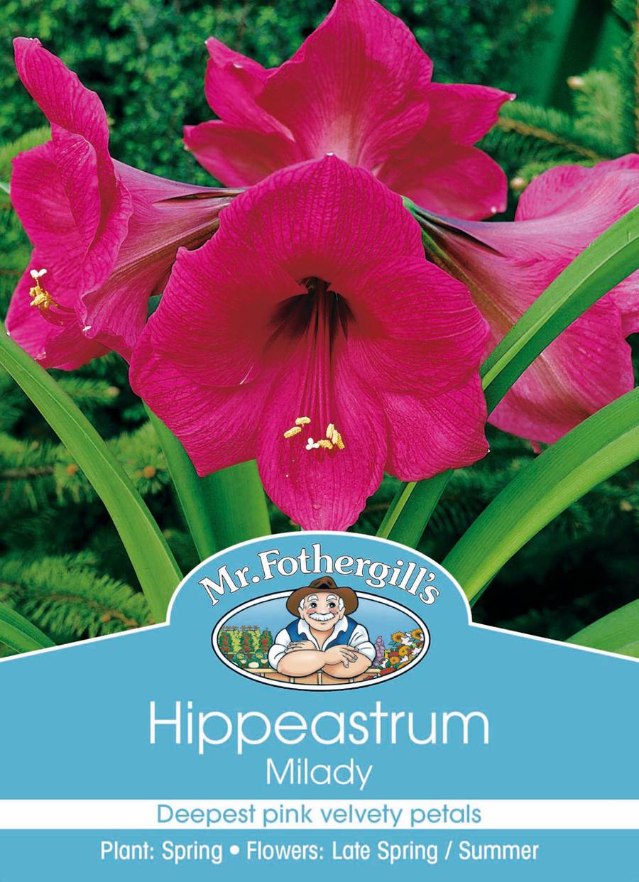 Mr Fothergill's - Hippeastrum Milady Bulbs