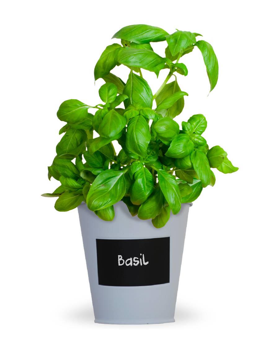 Chalkboard Tin Kit - Basil