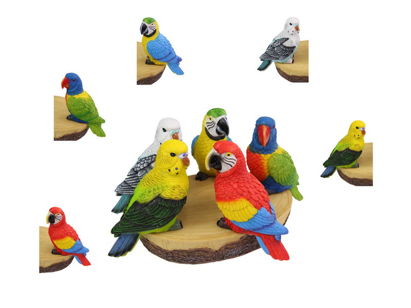 Budgie Parrot Lorikeet
