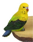 Budgie Parrot Lorikeet