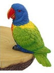 Budgie Parrot Lorikeet