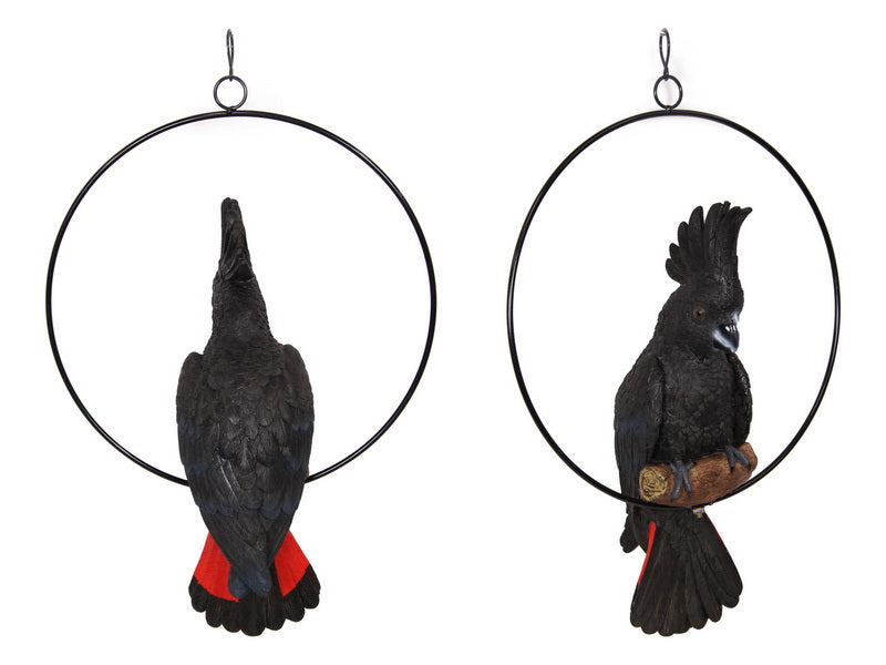 Black Cockatoo