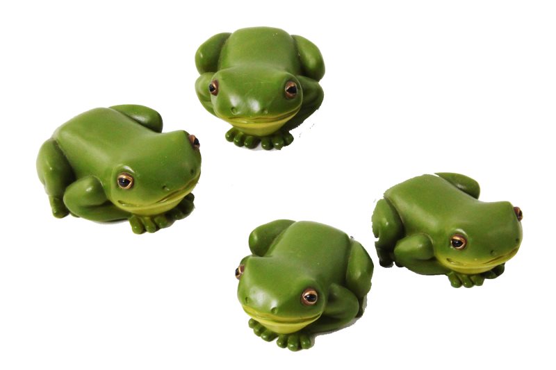 Frog Rainforest