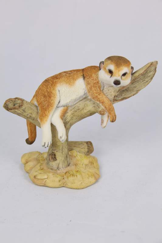 Meerkats
