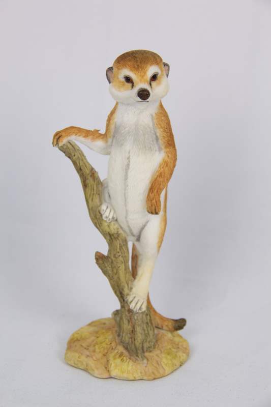 Meerkats