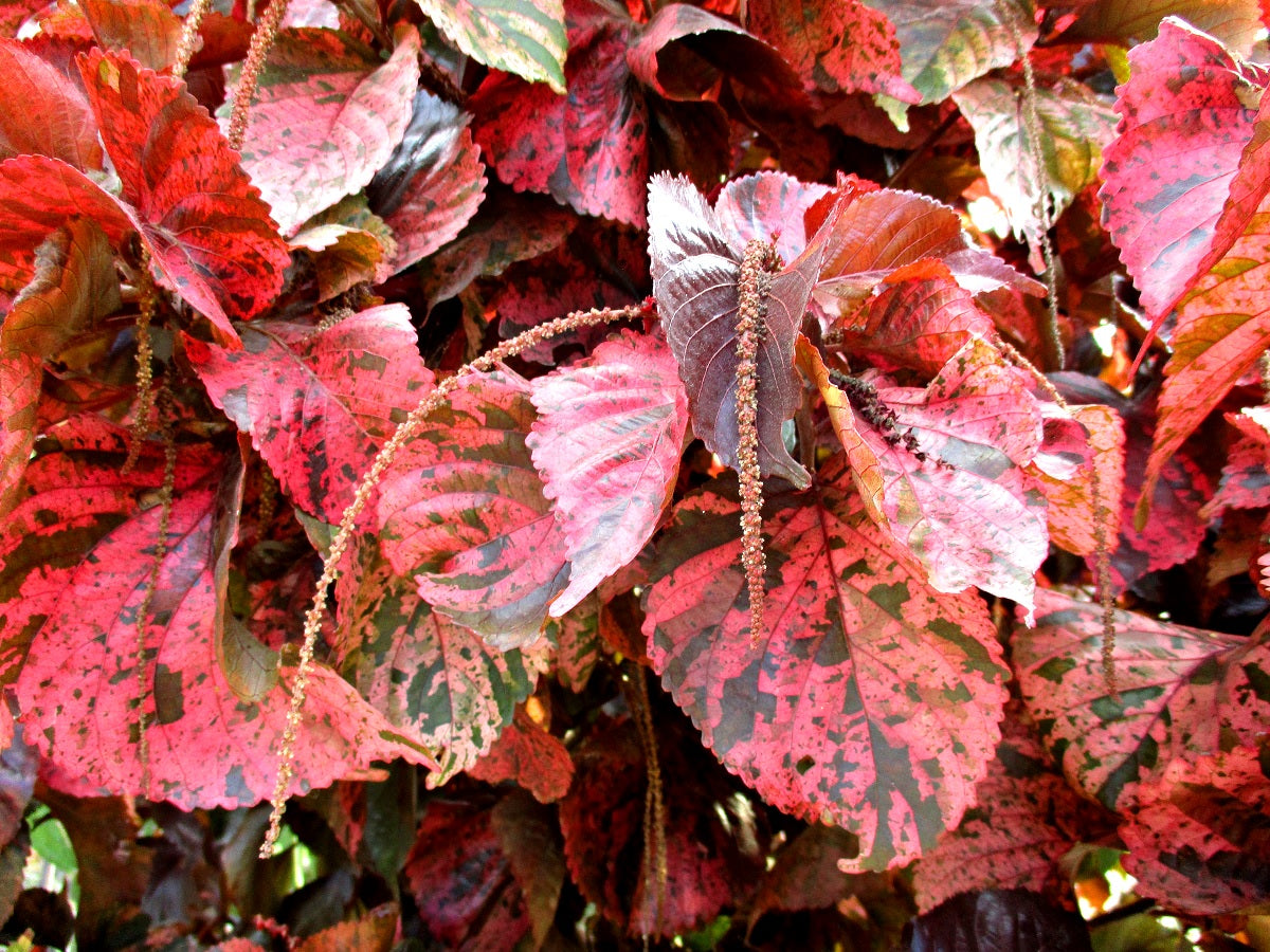 Acalypha wilkesiana - RED - Copperleaf