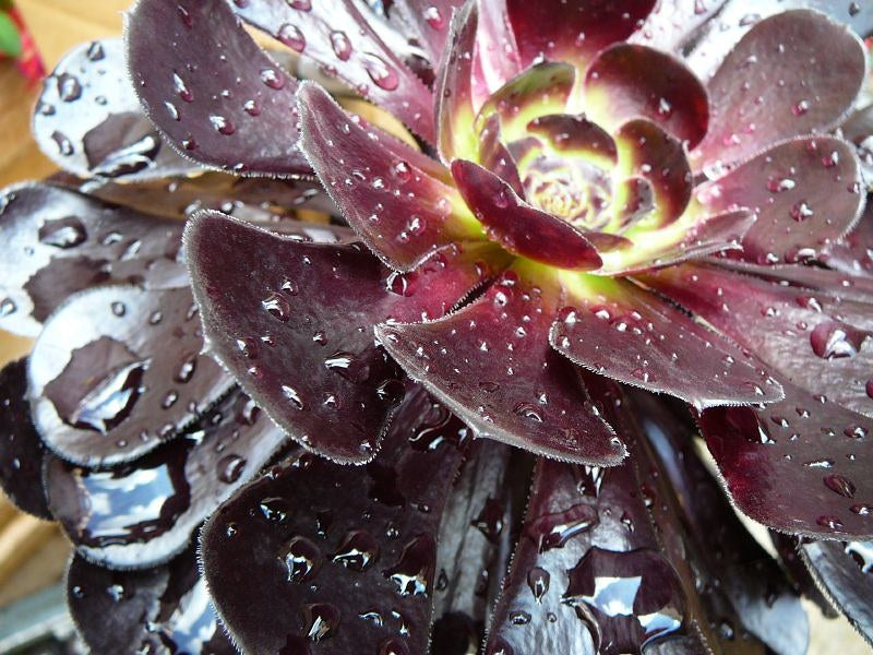 Aeonium arboreum - ATROPURPUREUM - Black Tree Houseleek