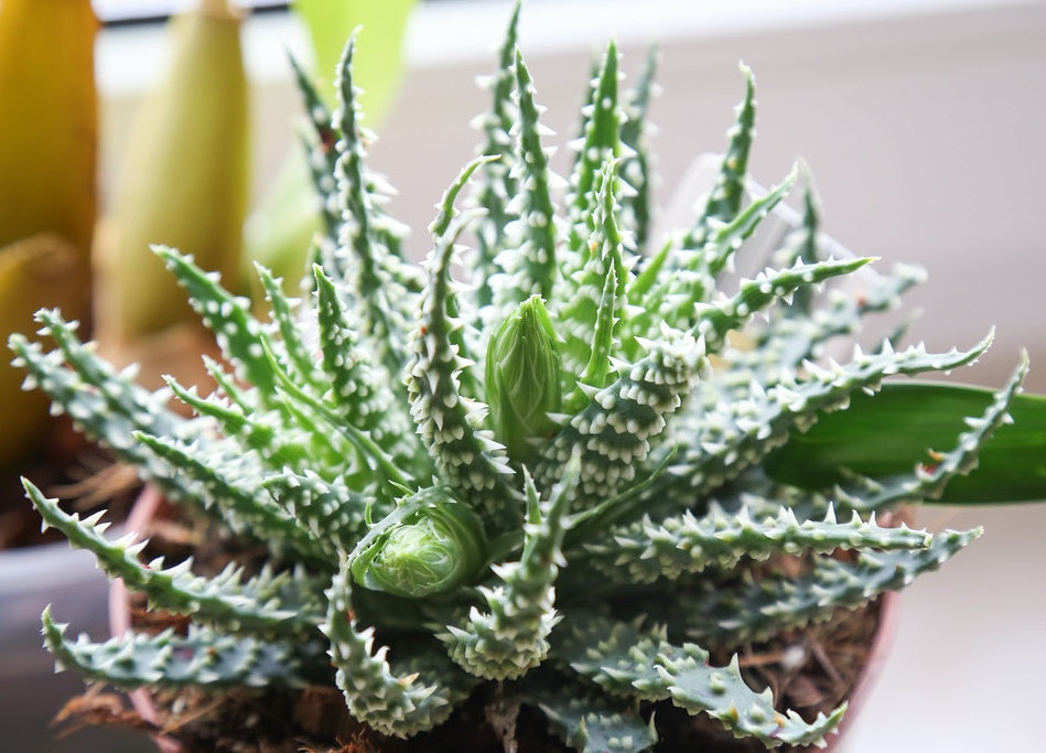 Aloe humilis - Spider Aloe