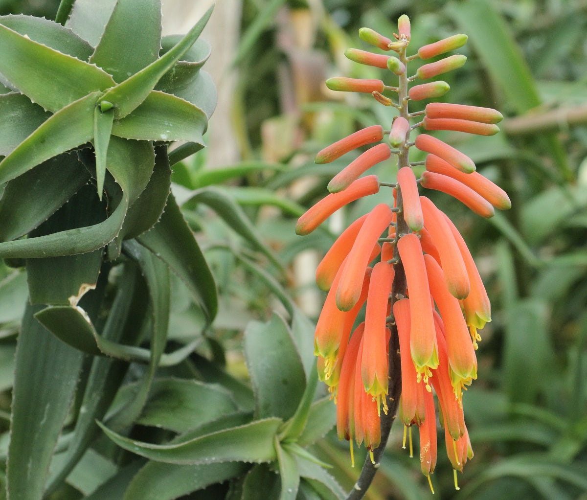 Aloiampelos ciliaris - Common Climbing-Aloe