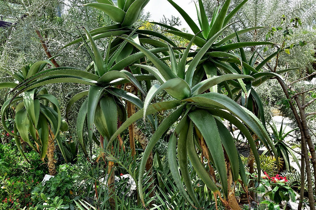 Aloidendron barberae - Tree Aloe