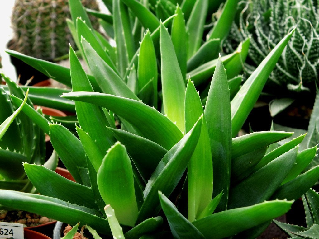 Alworthia - BLACK GEM