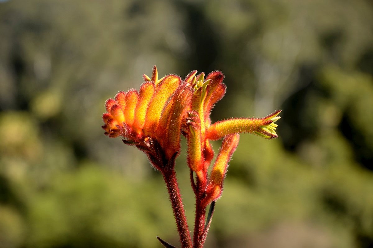 Anigozanthos - BUSH FIRE - Kangaroo Paw 'Rambofire' PBR
