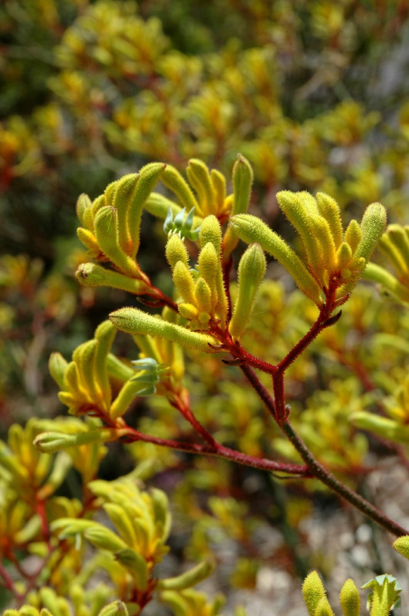 Anigozanthos - LANDSCAPE GOLD - Kangaroo Paw 'Ramboneer' PBR