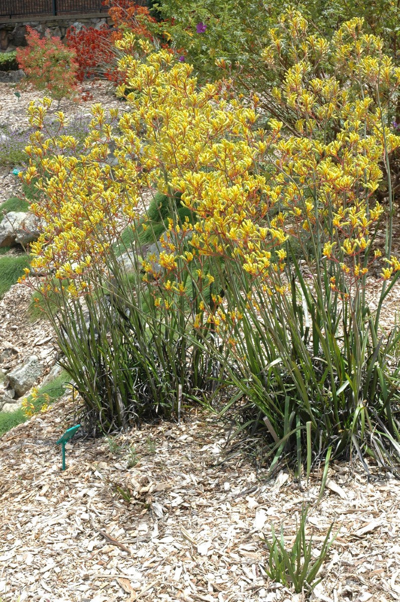 Anigozanthos - LANDSCAPE GOLD - Kangaroo Paw 'Ramboneer' PBR