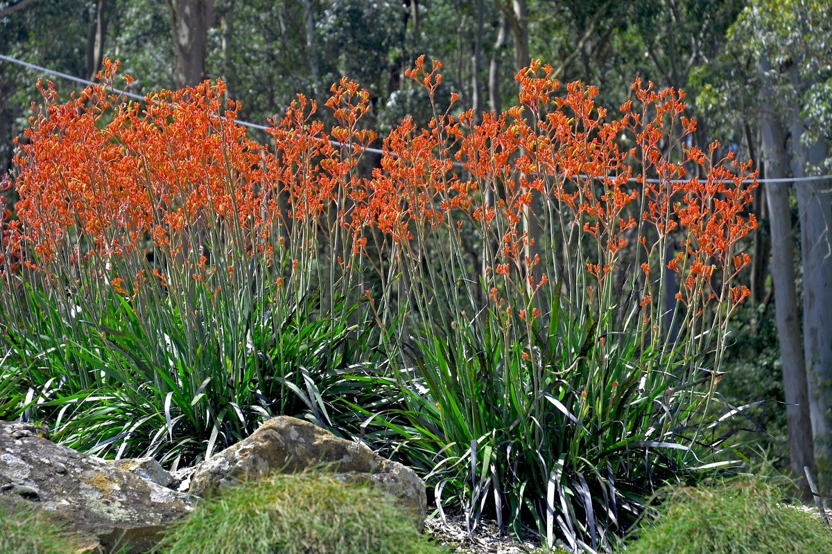 Anigozanthos - LANDSCAPE TANGERINE - Kangaroo Paw 'Rambolution' PBR
