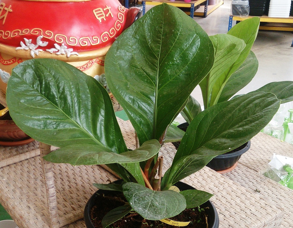 Anthurium jenmanii - Bird Nest Anthurium