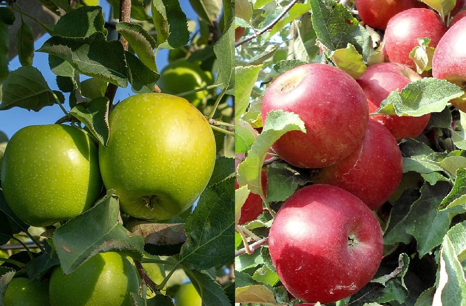 Apple Seeds Can You Give Apples To Dogs Apple Seeds Cyanide Dogs