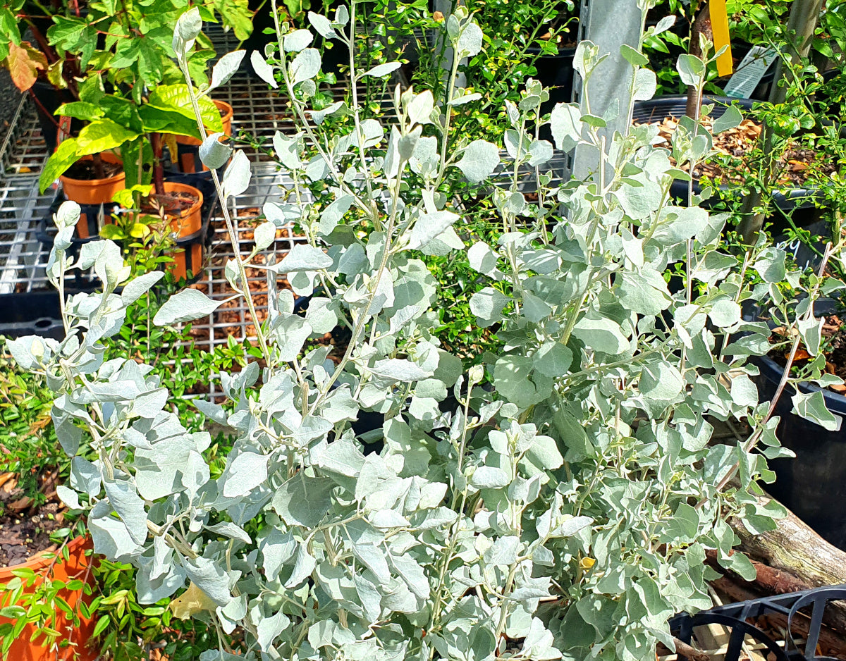 Atriplex nummularia - Oldman Saltbush