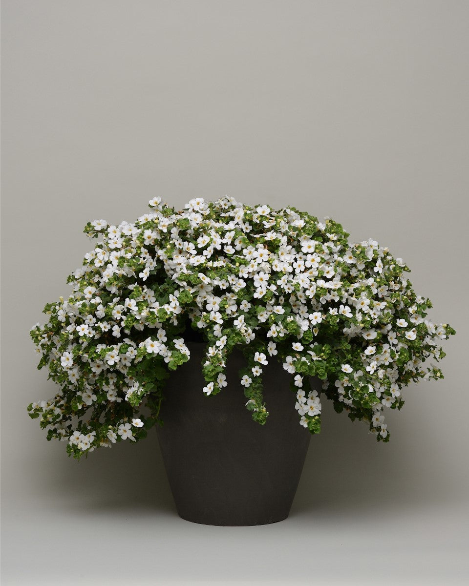 Chaenostoma cordatum - Megacopa™ WHITE - Bacopa