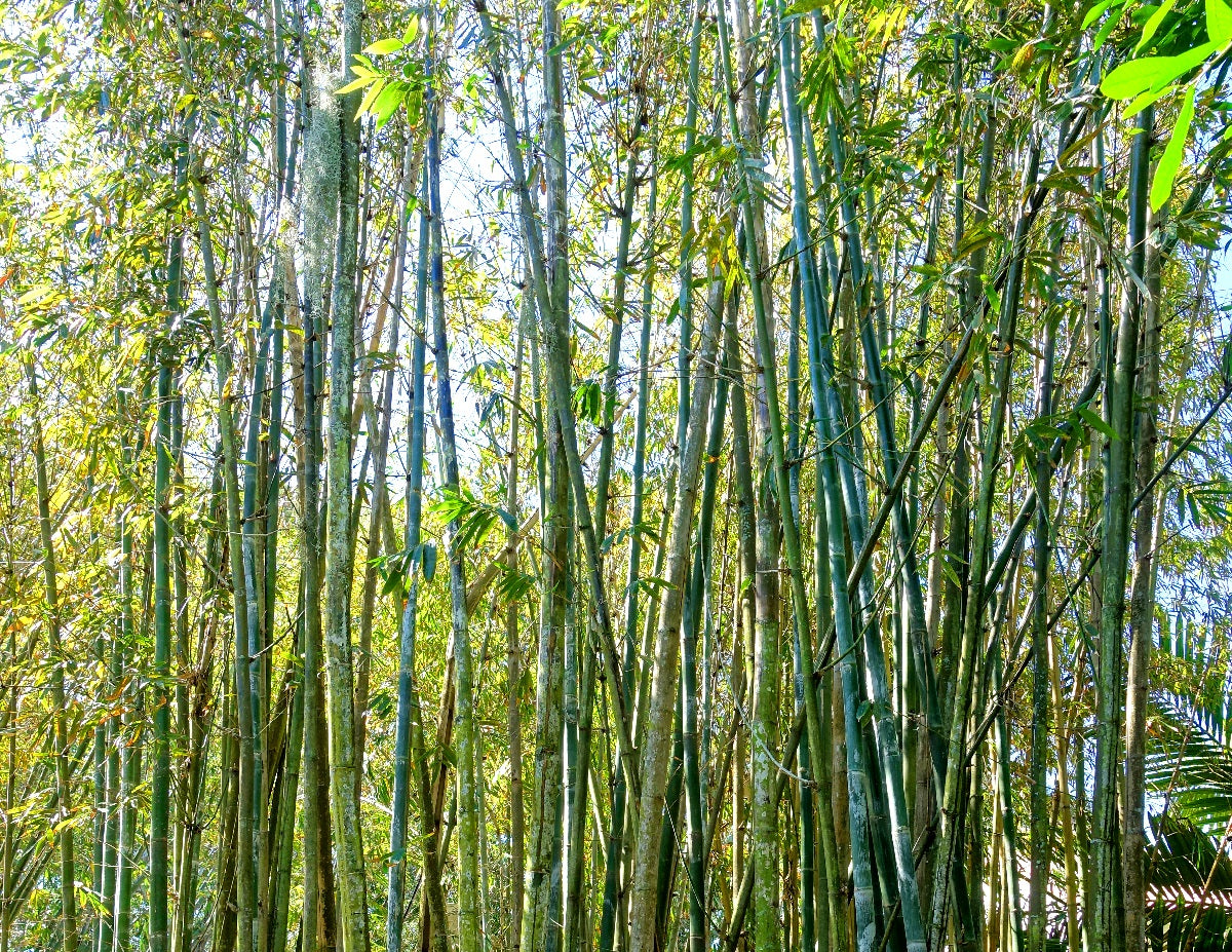 Bambusa oldhamii - Giant Timber Bamboo