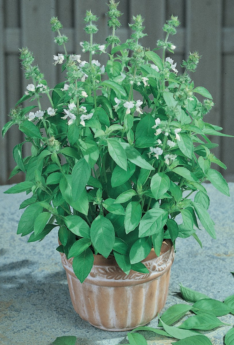 Basil - LEMON - Ocimum americanum x basilicum