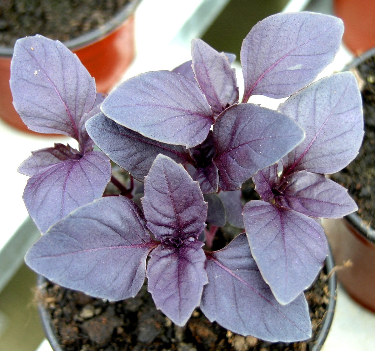 Basil - RED - Ocimum basilicum