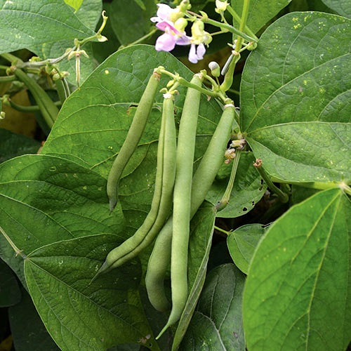 Bean Dwarf - Phaseolus vulgaris