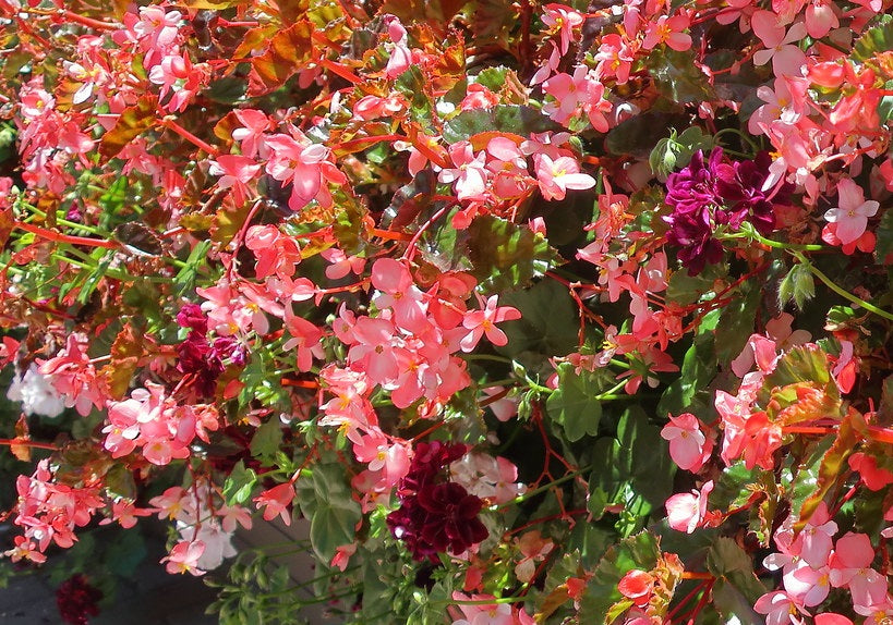Begonia - RICHMONDENSIS - Sun Begonia