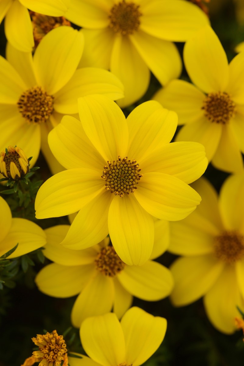 Bidens ferulifolia - SUN DROP COMPACT - Apache Beggarticks