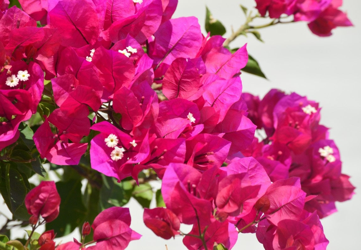 Bougainvillea - TEMPLE FIRE