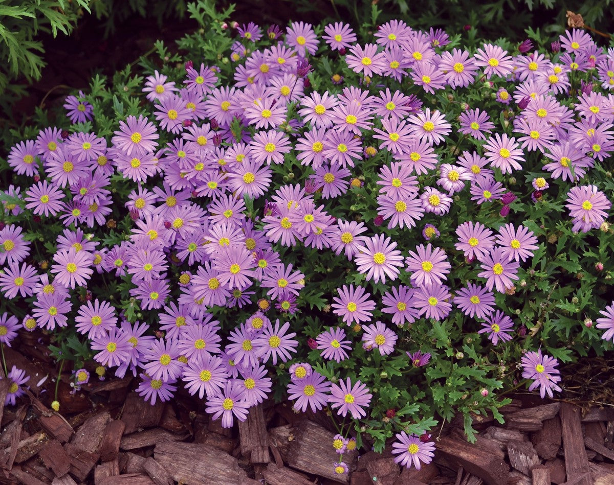 Brachyscome graminea - BRASCO VIOLET - Rock Daisy