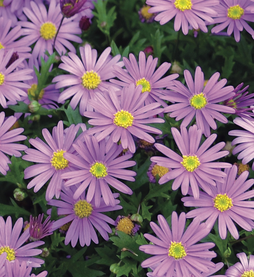Brachyscome graminea - BRASCO VIOLET - Rock Daisy