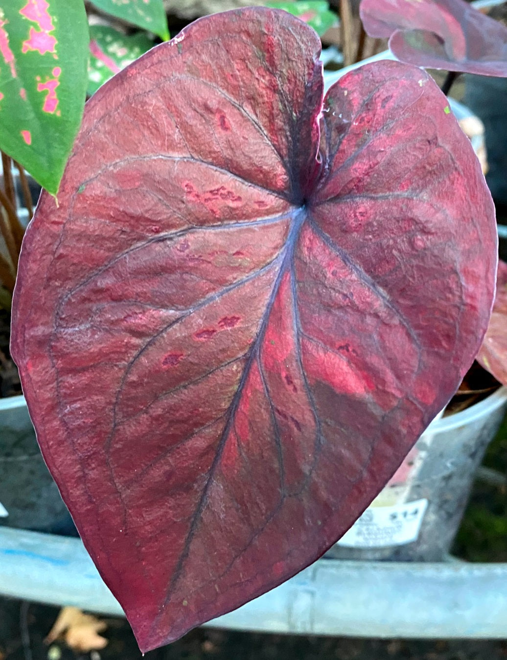 Caladium bicolour - BURGUNDY NIGHTS - Angel Wings