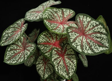 Caladium bicolour - COLOURFUL - Angel Wings