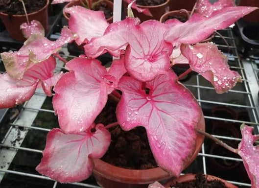 Caladium bicolour - FLAMINGO - Angel Wings