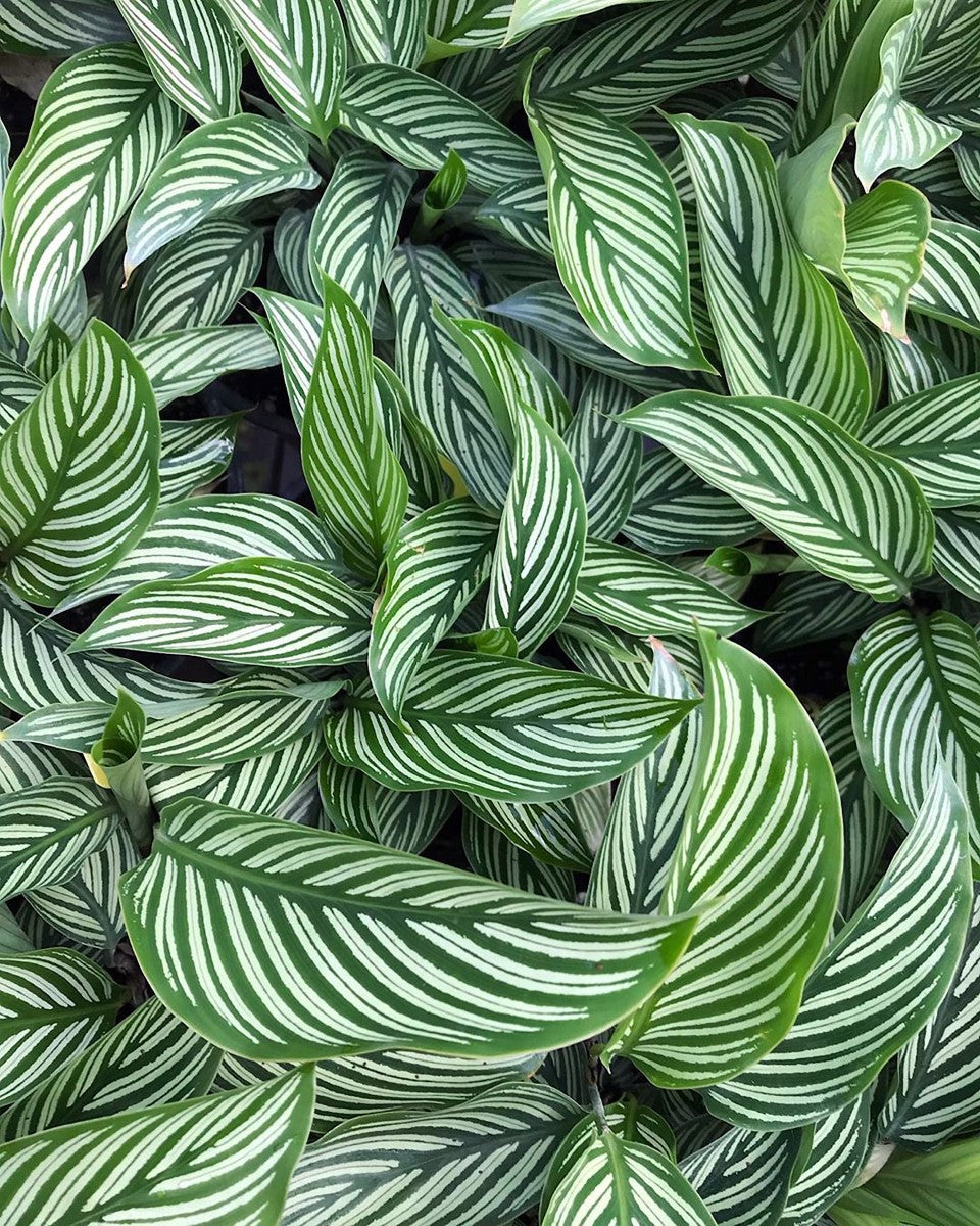 Goeppertia elliptica - VITTATA - Prayer Plant Calathea