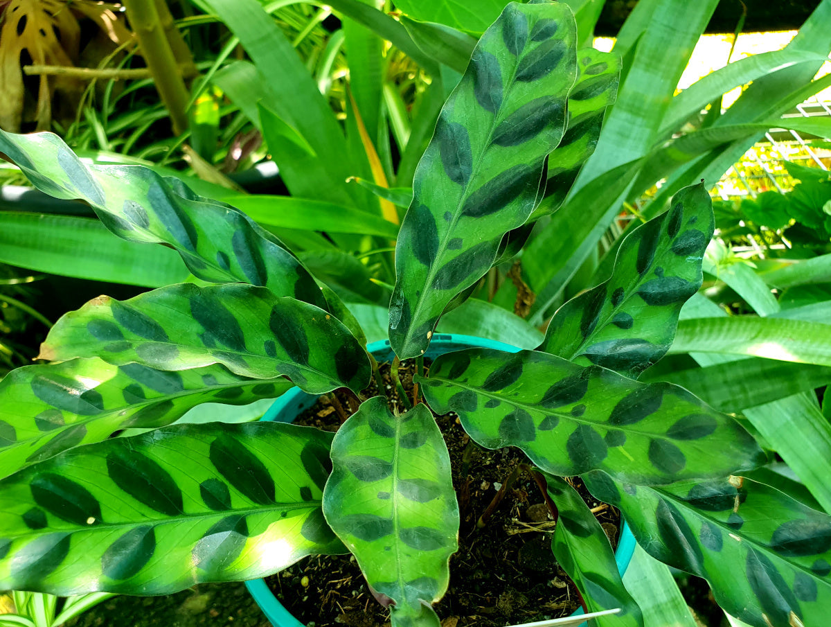 Goeppertia insignis - Rattlesnake Calathea