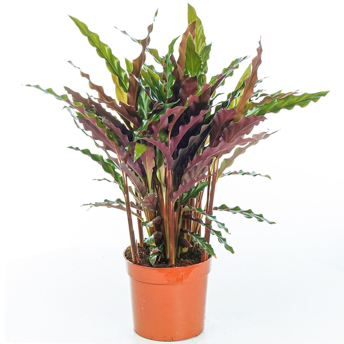 Goeppertia rufibarba - Velvet Calathea