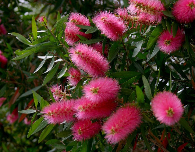 Melaleuca citrina x pallida - HOT PINK - Lemon Bottlebrush 'KKH01' PBR
