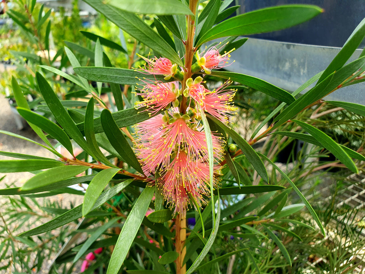 Melaleuca citrina - PINK CHAMPAGNE - Lemon Bottlebrush