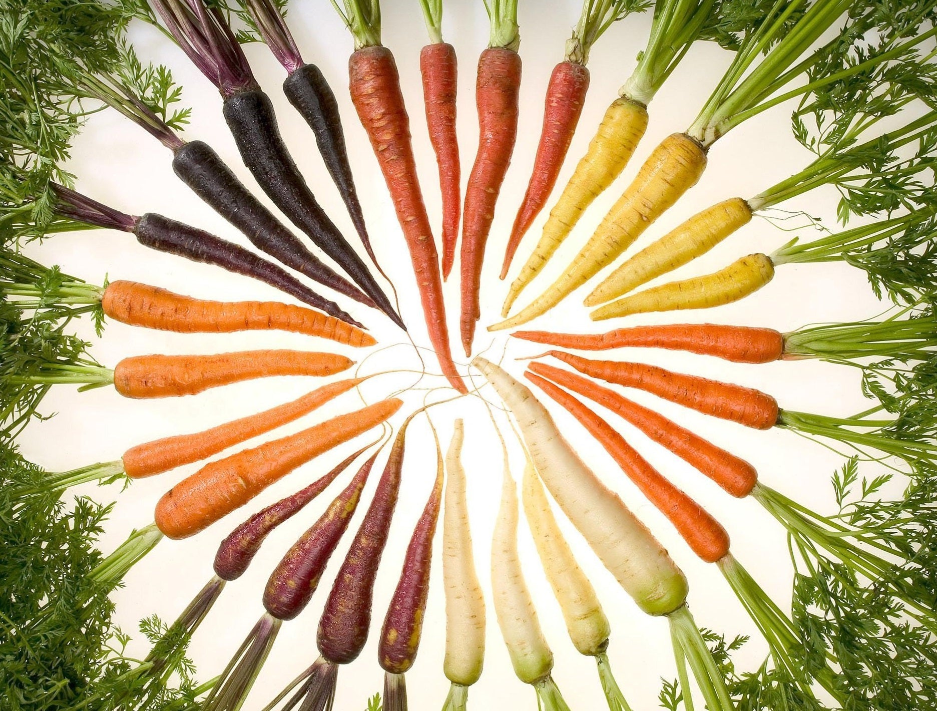 Carrot - RAINBOW Mixed - Daucus carota sativus