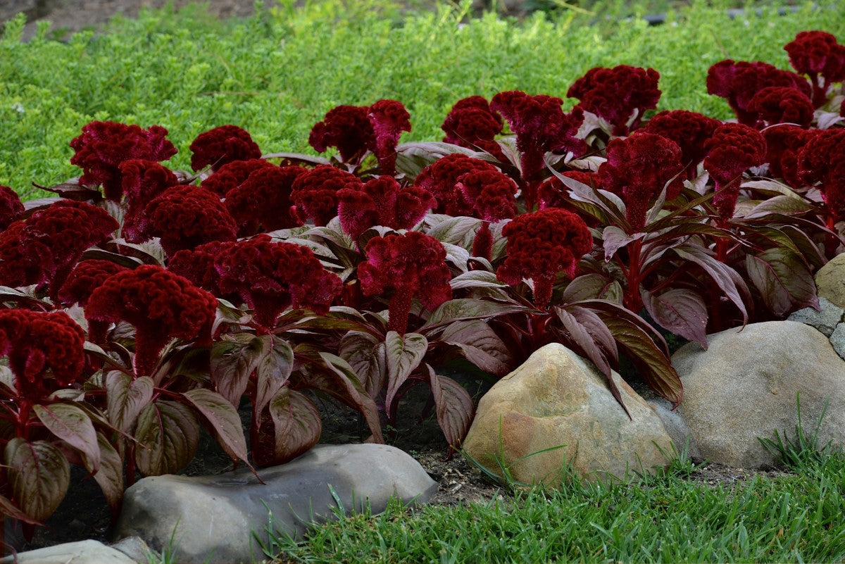Celosia argentea - DRACULA - Silver Cockscomb